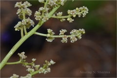 Buchanania axillaris